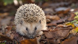 Ein Igel im Herbstlaub © picture alliance/ blickwinkel/ A. Hartl