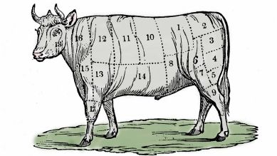 Anatomie des Rinds © dpa / Costa/Leemage