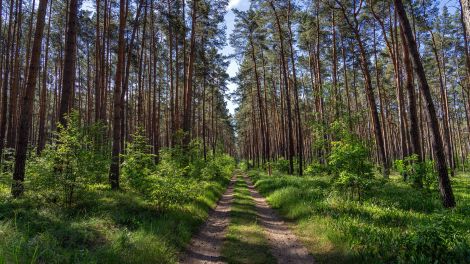 Wald am östlichen Teil des "Tesla"-Werksgeländes in Grünheide, Brandenburg © Soeren Stache/picture alliance/dpa