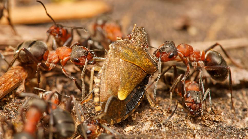 Rote Waldameisen (Formica rufa) mit erbeuteter Baumwanze © picture alliance / imageBROKER | Marko König