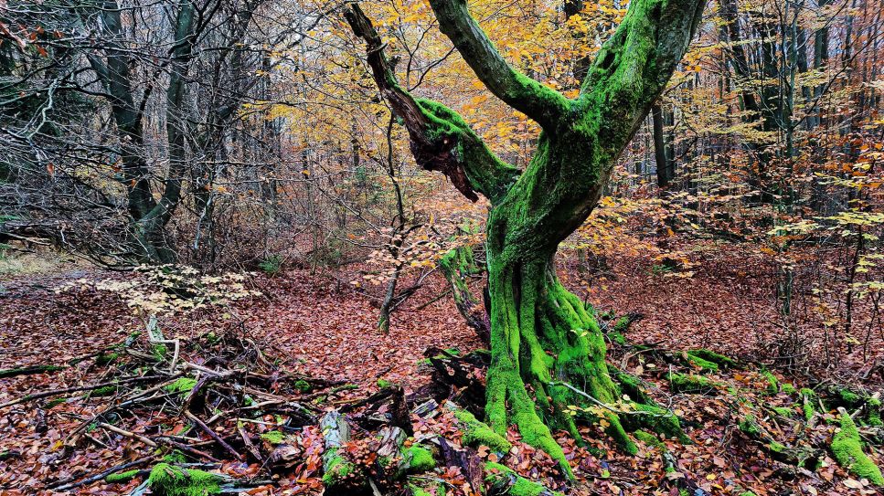 Urwald Sababurg (Hessen) im Herbst © imageBROKER/Stefan Ziese / picture alliance