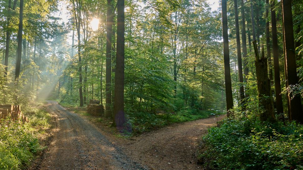 Weggabelung mit Sonnenstrahl in einem spätsommerlichen Laubwald; © picture alliance/imageBROKER/Raimund Linke