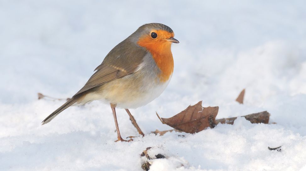 Rotkehlchen im Schnee © Wolfram Steinberg/picture alliance/dpa