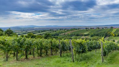 Weinanbau in Strekov, Slowakei © imago-images.de