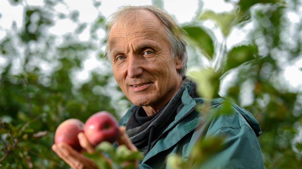 Der Pomologe Hans-Joachim Bannier erklärt, wie er Apfelsorten bestimmt, hier: Berner Rosenapfel, Bielefeld 2021; © imago-images.de/Andreas Buck