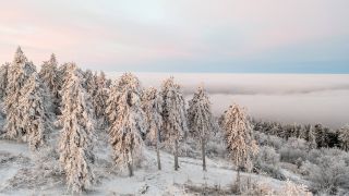 Mit Raureif bedeckte Tannen im Januar © IMAGO / Jan Eifert