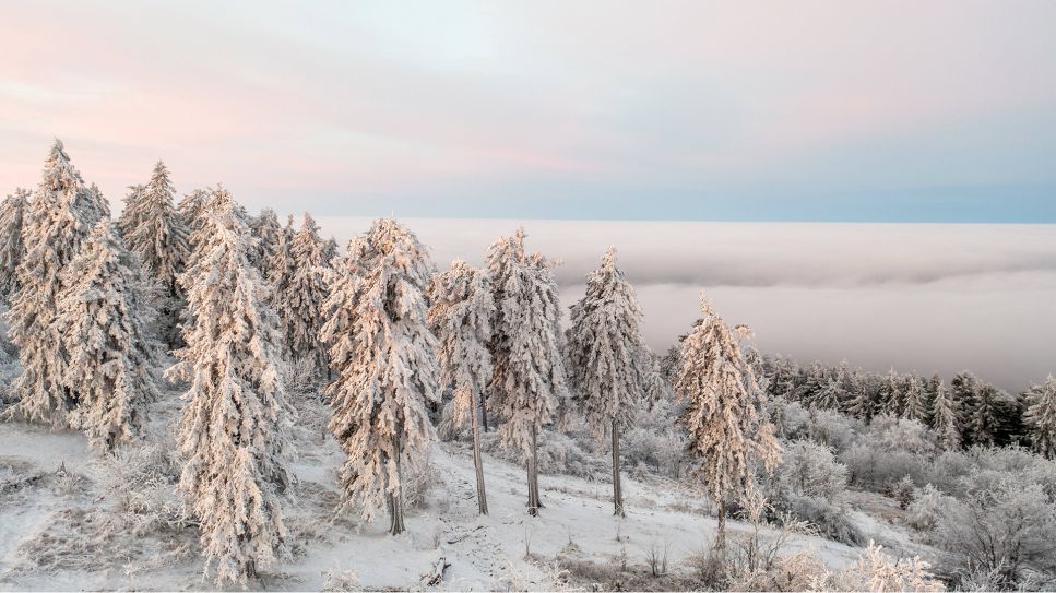 Mit Raureif bedeckte Tannen im Januar © IMAGO / Jan Eifert