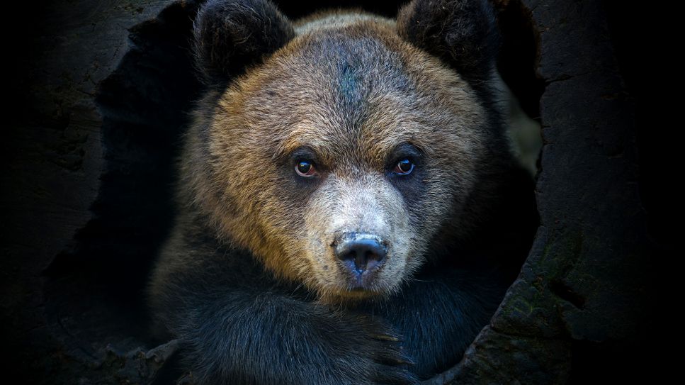 Junger Braunbär schaut aus einem hohlen Baumstamm; © Colourbox/Volodymyr Burdyak