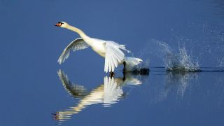 Ein Schwan steigt im Wasser auf, schlägt mit den Flügeln (imago/blickwinkel)