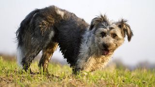 Ein braun-weiß gefleckter Hund, auf einer Wiese (Quelle: imago/Meike Engels)