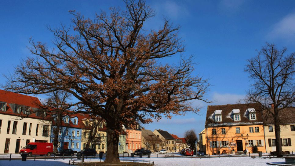 Eine Eiche auf einem Marktplatz einer Kleinstadt, drumherum kleine Häuser (Quelle: Imago/Rech)